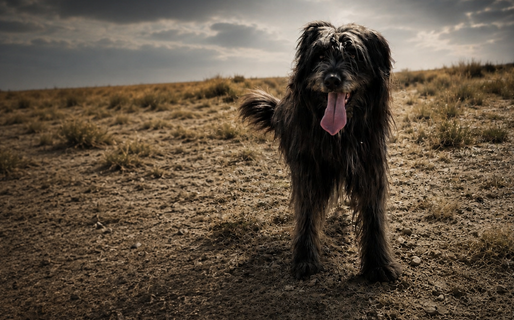 Duke, un héroe de cuatro patas: colaboró en la investigación de un siniestro en Puerto Madryn