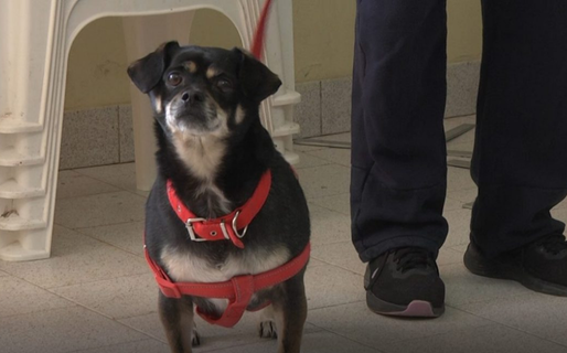 Este jueves otorgan los turnos telefónicos para la nueva campaña de esterilización canina y felina