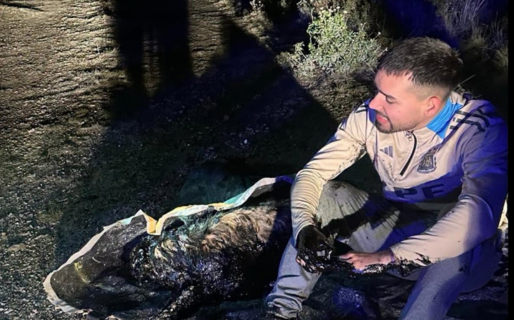 Un rescate con nombre propio: Nicolás sacó al perro del piletón de petróleo y el animal fue bautizado en su honor