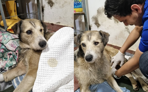 La salud de Nico: el perro rescatado del petróleo en Km 5 respira mejor y espera nuevos estudios