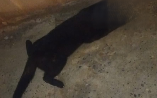 Alerta en Km. 8 por presuntos casos de envenenamiento de perros y gatos