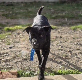 Se busca hogar y familia para “El Negrito”
