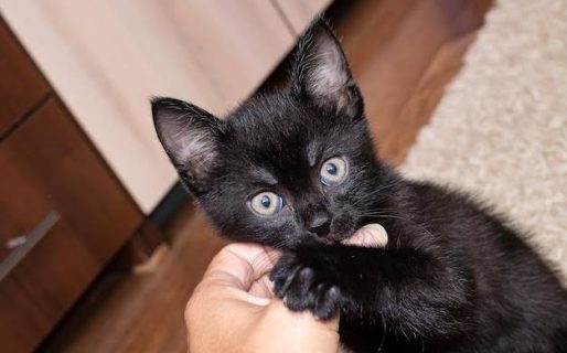 Buscan una familia para dos gatitas: «Un hogar donde las quiera para siempre»
