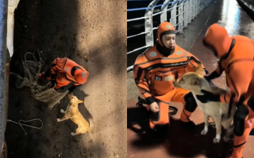 Prefectura rescató a un perro que había quedado atrapado en la costanera