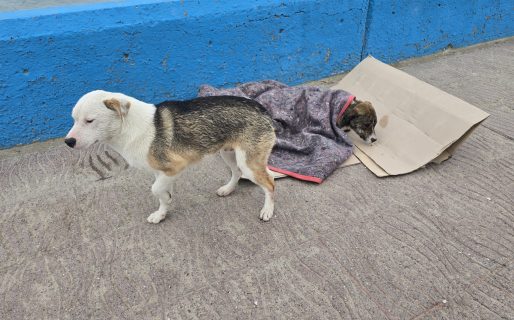 <strong>Rescataron dos perritos que habían sido encerrados por el mar en el Paseo Costero </strong>