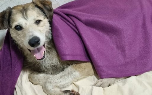 Buenas noticias para Nico: no volvió a convulsionar y le bajaron la medicación