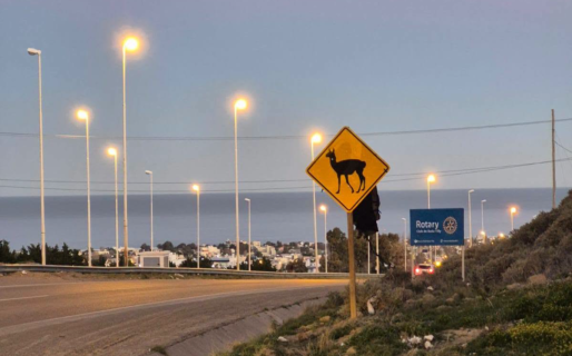 Instalaron la primera cartelería de animales sueltos en Rada Tilly