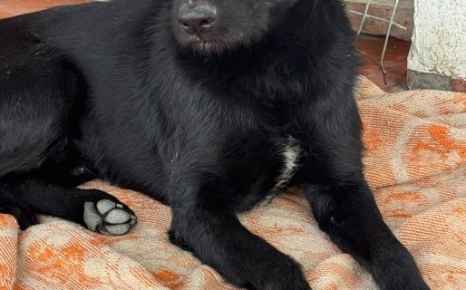 Buscan intensamente a Negrito, un perro perdido entre Rada Tilly y Comodoro