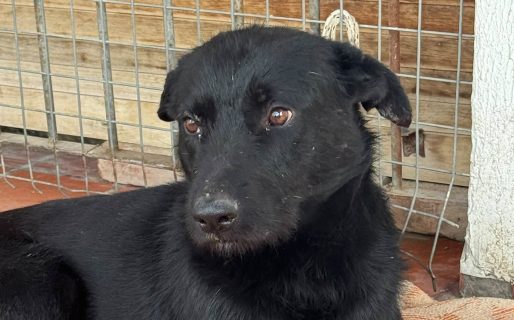 Buscan intensamente a Negrito, un perro perdido entre Rada Tilly y Comodoro