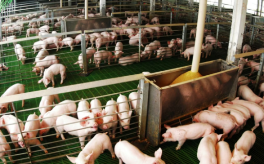 La producción porcina creció 12,4% en lo que va del año y el consumo marca un récord histórico