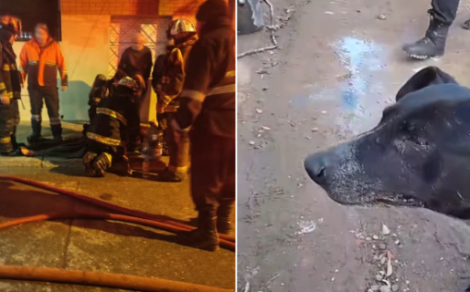 Se incendió su taller, está internado grave y piden ayuda para los perros que cuidaba