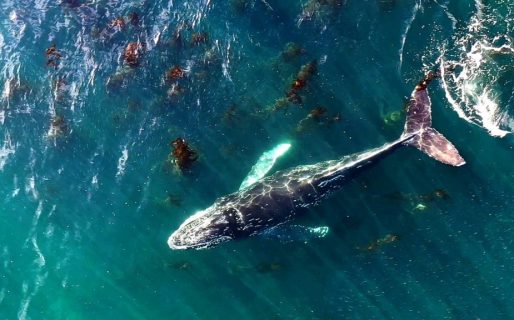 “Somos muy afortunados”: la biodiversidad marina que habita el Golfo San Jorge