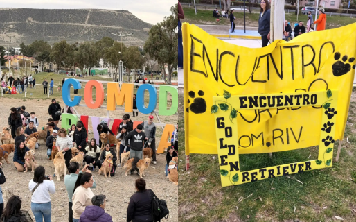 El Encuentro Dorado reunió a decenas de Golden Retriever por una causa solidaria