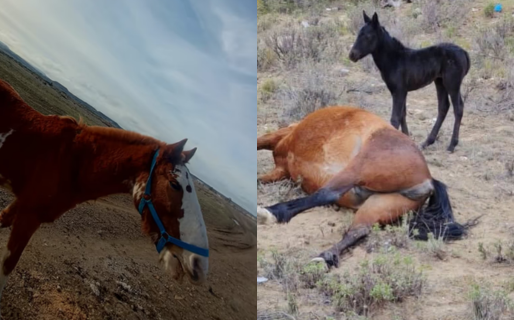Robos y matanzas de caballos: el paso a paso para denunciar y frenar estos delitos