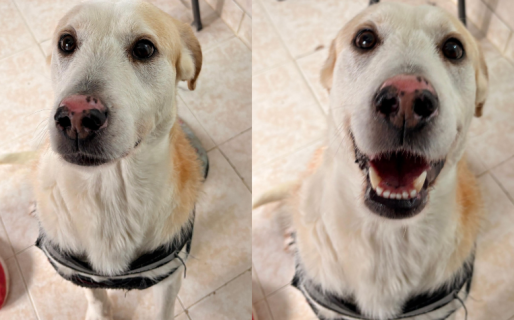 Una oportunidad para Frida: buscan un hogar para una perra del dispensario