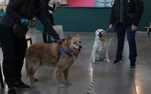 Habilitan la reserva de turnos para esterilizar perros y gatos gratis en la Vecinal San Isidro Labrador