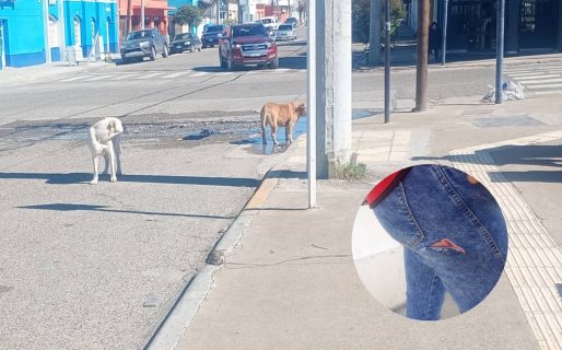 Un perro lo mordió en pleno centro y busca a la dueña para que se haga cargo