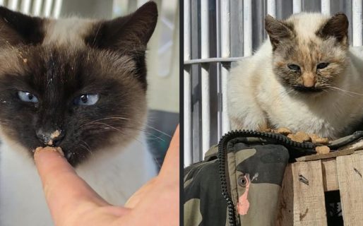 Buscan tránsito urgente para cuatro animales rescatados de maltrato en Comodoro