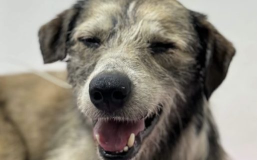 Nico está en adopción y busca una familia que lo acompañe para siempre