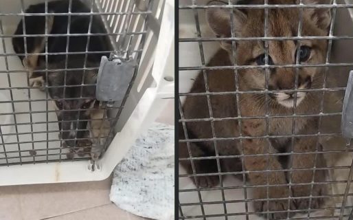 Desmintieron la captura de un cachorro de puma: “La imagen fue manipulada con IA”
