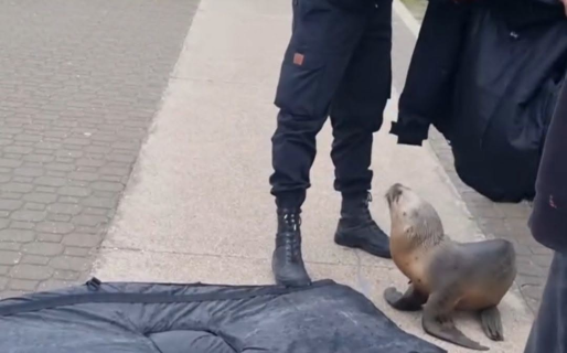 Piden no molestar a los lobos marinos cuando salen a la playa: «Es su habitat»