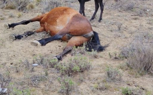 Horror en la ruta: una potranca de apenas un mes quedó sola tras el brutal ataque a su madre