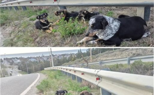 Rescataron a una mamá y sus tres cachorros que estaban en riesgo de ser atropellados