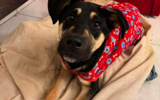 Romeo busca una familia definitiva: tiene 6 meses y necesita un hogar