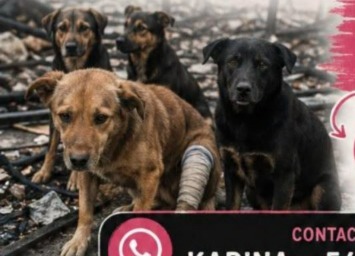 Tras un incendio, una mujer pide ayuda para recuperar lo perdido y cuidar a sus seis perros