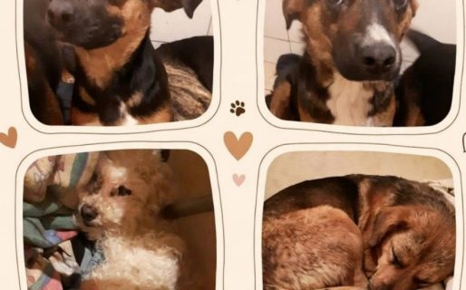 <strong>Una familia de Km 12 pide ayuda para alimentar a sus 12 perros rescatados</strong>