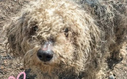 Buscan ayuda para rescatar a un perro que se encuentra en muy malas condiciones