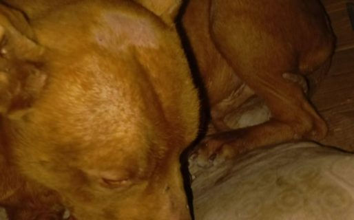 Está desnutrido y necesita un veterinario: piden ayuda urgente para un perro del Pietrobelli