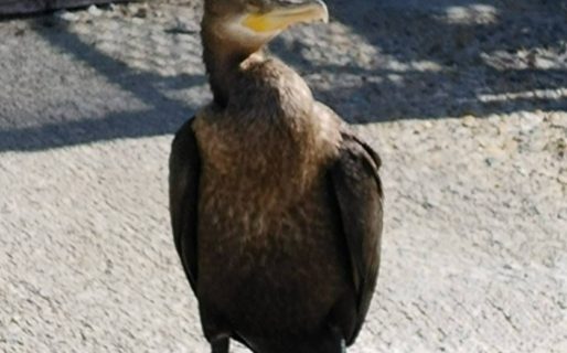 Preocupación por la aparición de un cormorán biguá en el Camino Centenario