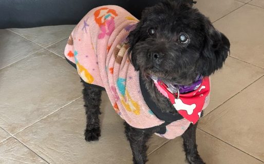 Piden ayuda para una perrita rescatada que necesita estudios veterinarios