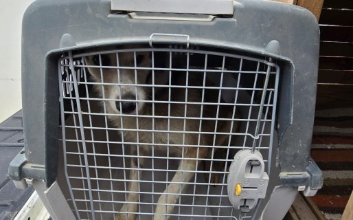 ‘Nico’ dejó la clínica veterinaria y requiere cuidados especiales para su adopción definitiva