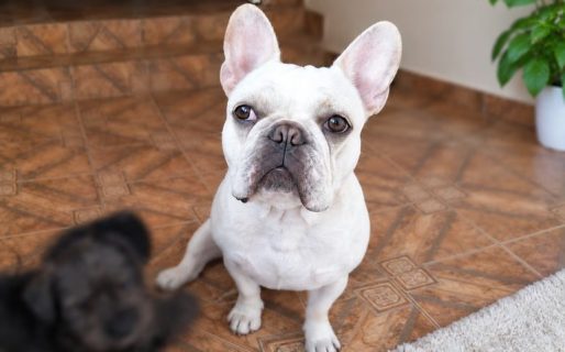 Ofrecen recompensa para encontrar a Cali, una bulldog francés que necesita medicación