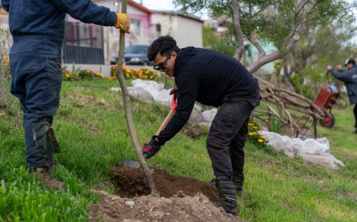Comodoro fortalece el arbolado urbano con nuevas plantaciones y sistemas de riego por goteo