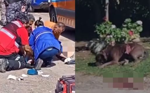 Un pitbull atacó a una jubilada y los vecinos lo apuñalaron para frenarlo: la mujer está grave