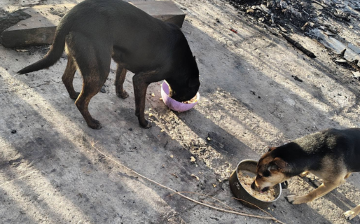 Perdió su vivienda en un incendio y pide donaciones para sus mascotas