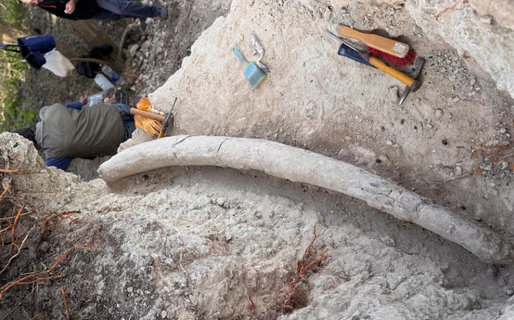 Hallazgo récord en Argentina: descubren el colmillo de mastodonte más grande de Sudamérica