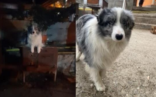 Buscan a Santo, un Border Collie que se perdió en Bella Vista Norte