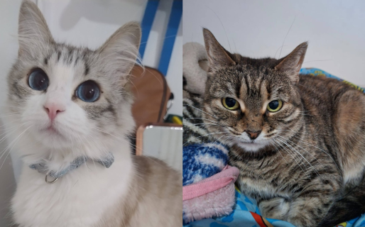 Buscan una familia para dos gatitas que necesitan ser adoptadas juntas