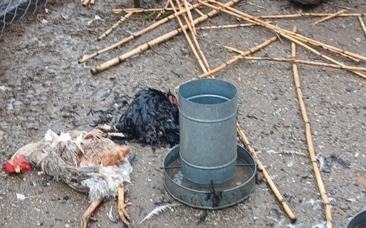 “Nos destruyeron todo”: perros ingresaron a una granja del Cordón Forestal y mataron a todos sus animales