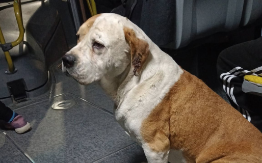 Buscan a los dueños de un perro que se subió a un colectivo y terminó en las 1008