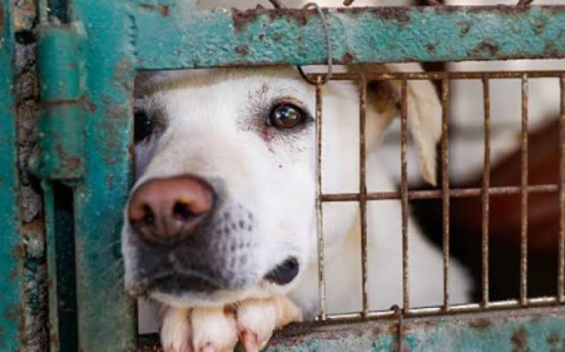 Recuerdan los pasos legales para denunciar casos de crueldad animal en Comodoro