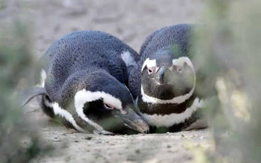 Los pingüinos de Magallanes llegan para brindar uno de los grandes espectáculos de la fauna patagónica