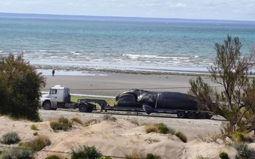 Alarma en Puerto Madryn: hallaron cuatro ballenas muertas en un día