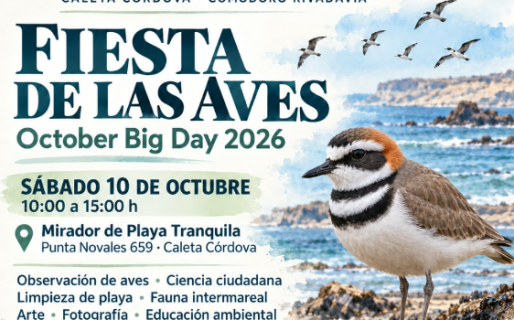 Fiesta de las Aves: invitan a una jornada de biodiversidad y cuidado de la costa en Caleta Córdova
