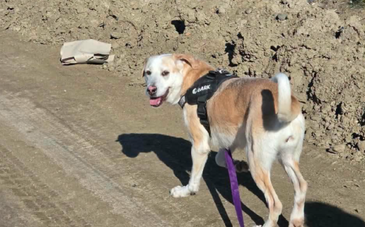 Frida continúa esperando una familia: está en el dispensario y busca adopción