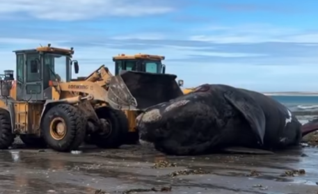 Greenpeace alertó por la mortandad de ballenas en Chubut y pidió proteger el Mar Argentino